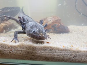 Axolotl for therapy