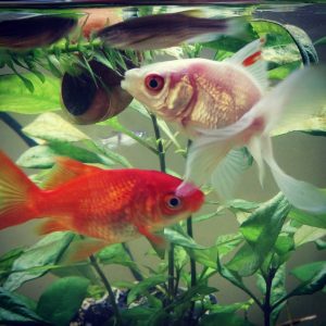 Beautiful goldfish as therapy